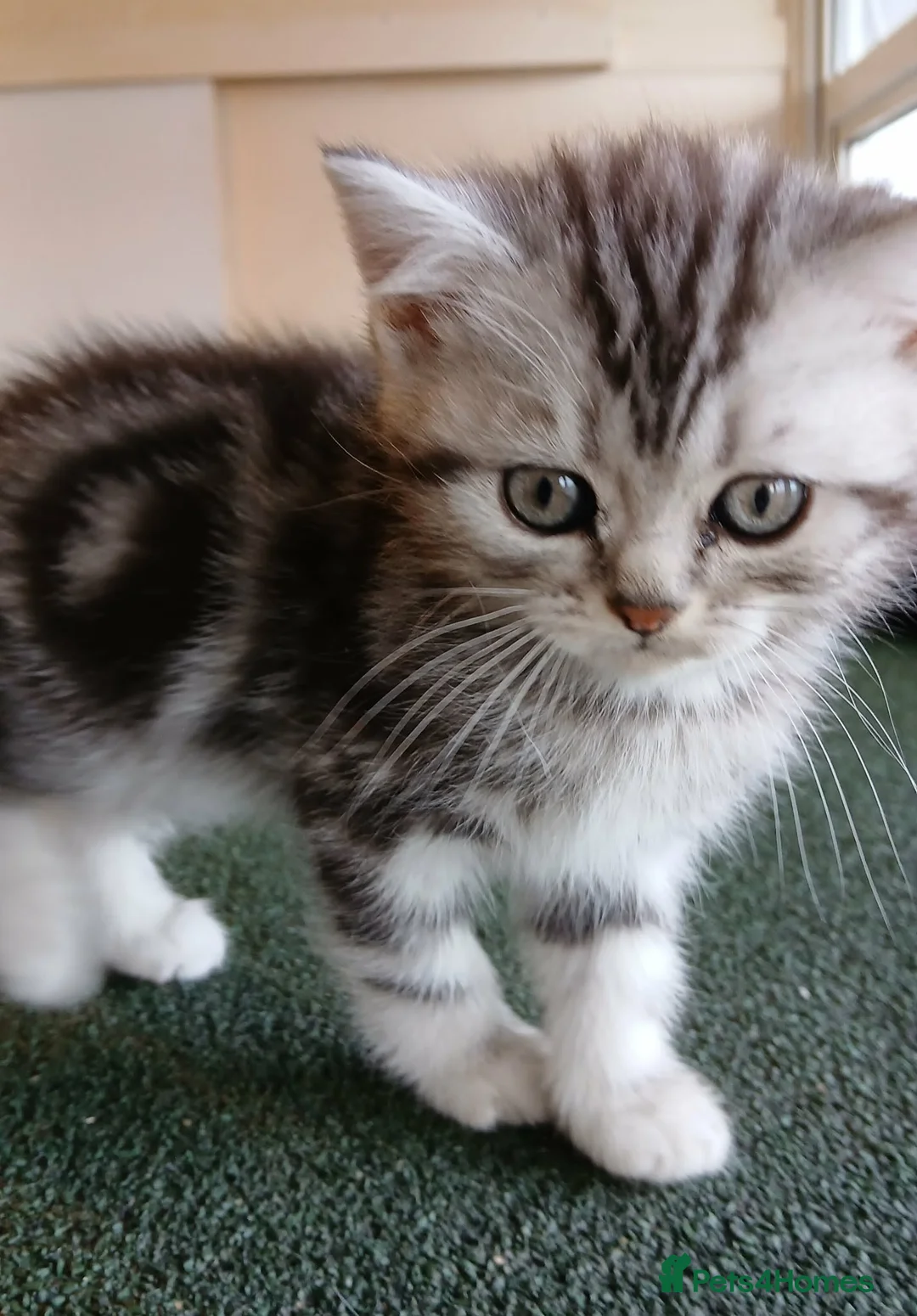 British Shorthair cats for sale: Bsh. Tabby kittens. - Advert 2