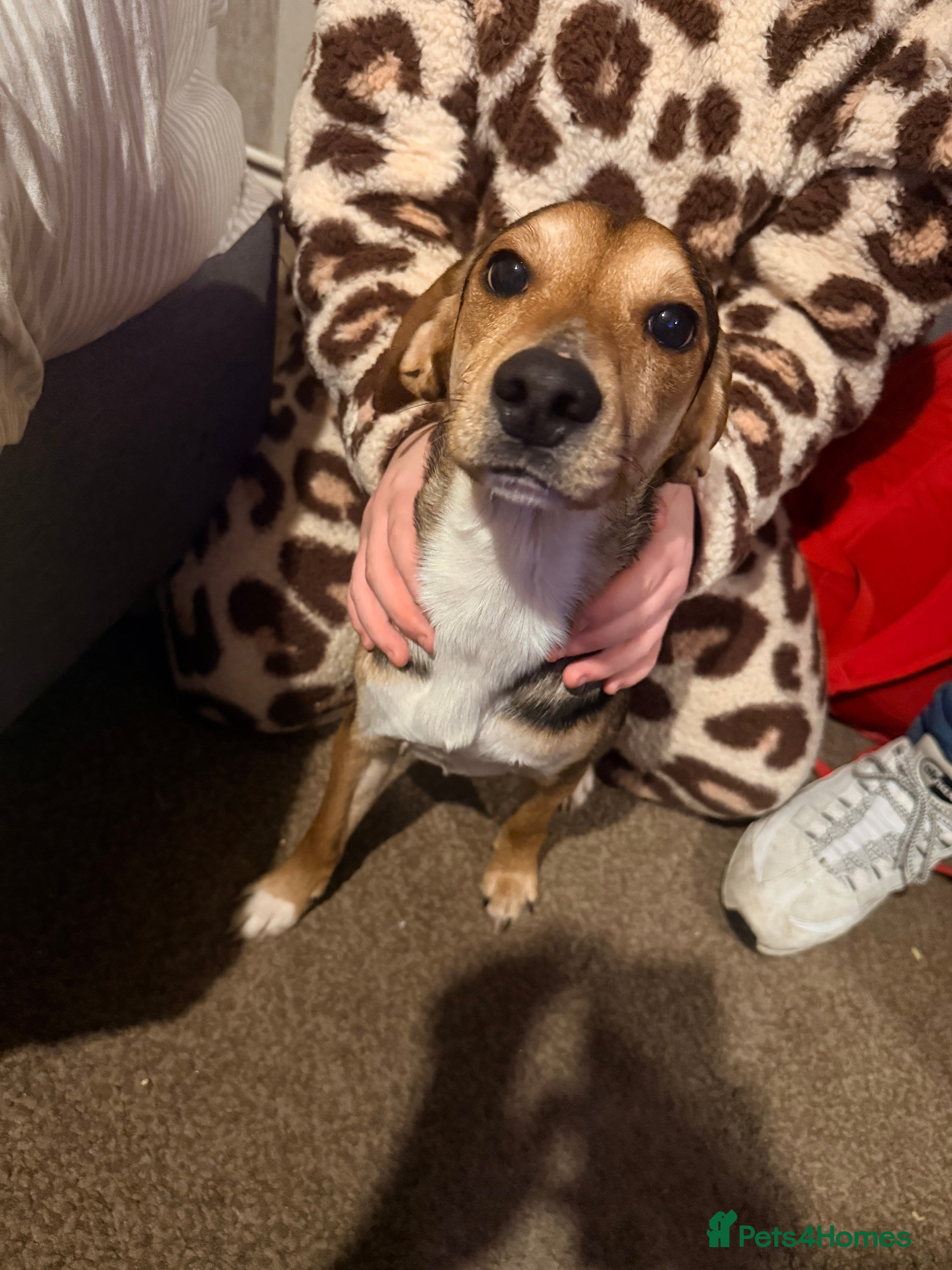 Mixed Breed dogs Free to a good home!! - Advert 12