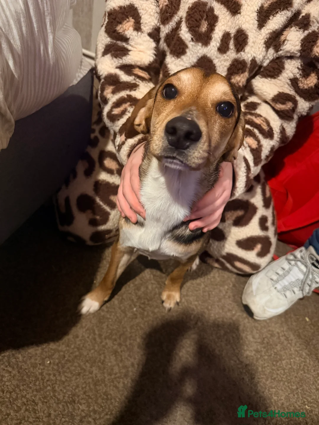 Mixed Breed dogs for sale: Jack Russell / spaniel mix  - Advert 1