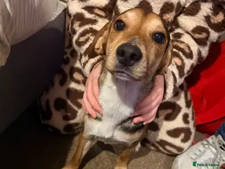 Mixed Breed dogs Free to a good home!! - Advert 1