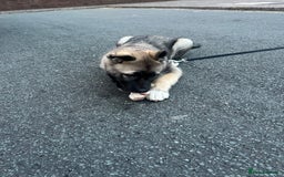 Mixed Breed dogs for sale: Siberian Husky  - Image 10