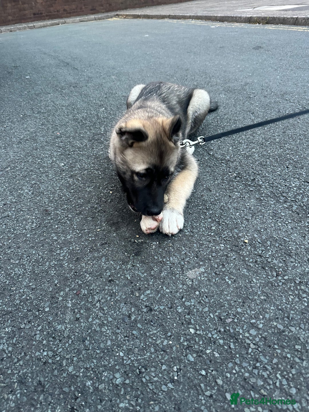 Mixed Breed dogs for sale: Siberian Husky  - Image 10
