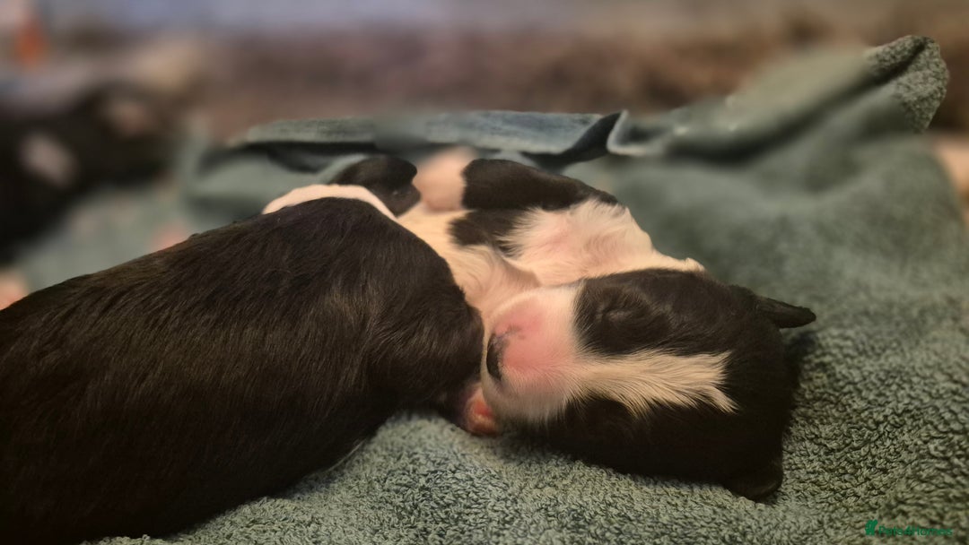 Mixed Breed dogs for sale: Old English Sheepdog puppies  OES X Golden Oldie - Image 9