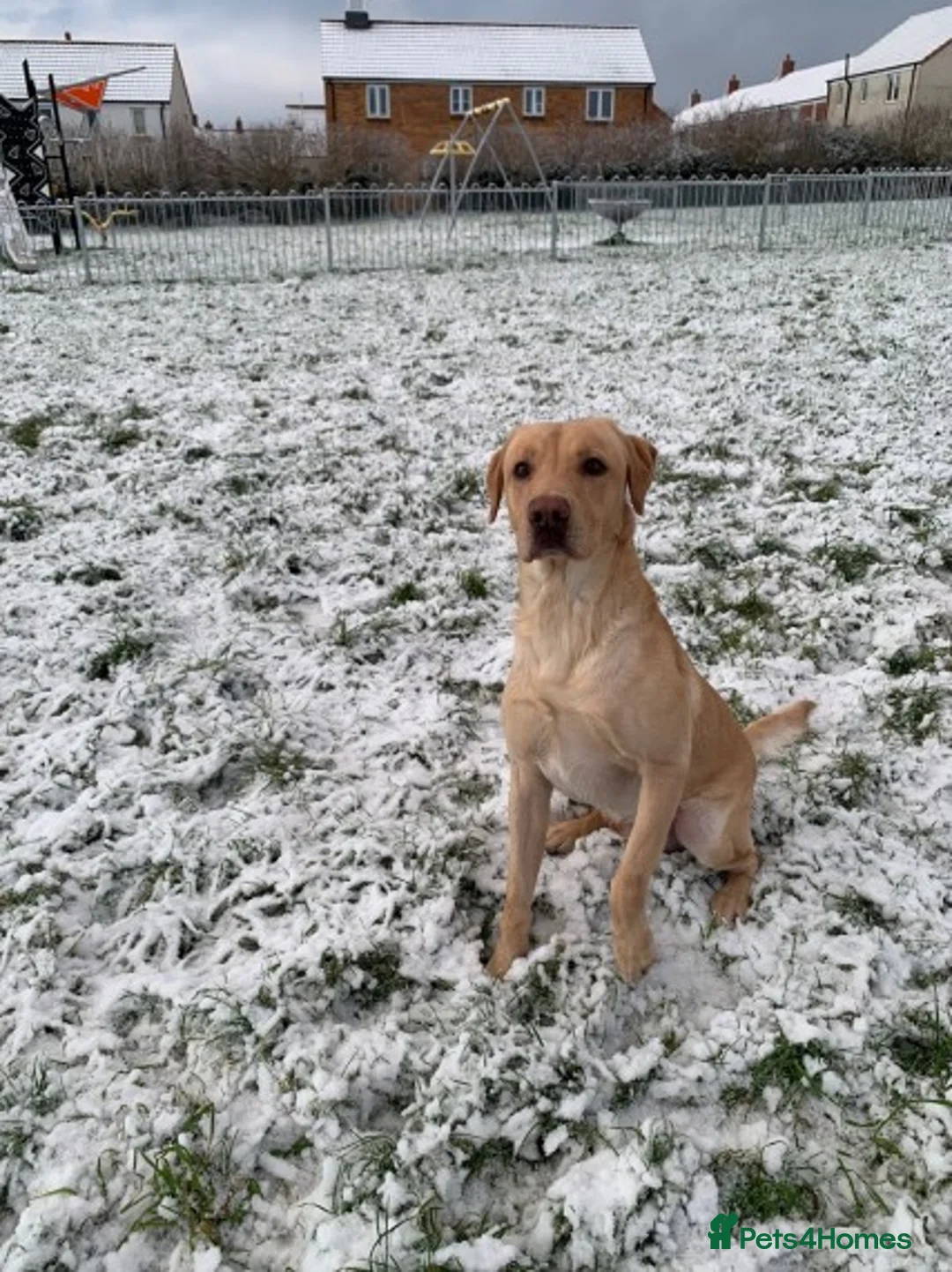 Labrador Retriever dogs for stud: PROVEN WORKING LAB STUD in Yeovil - Advert 3