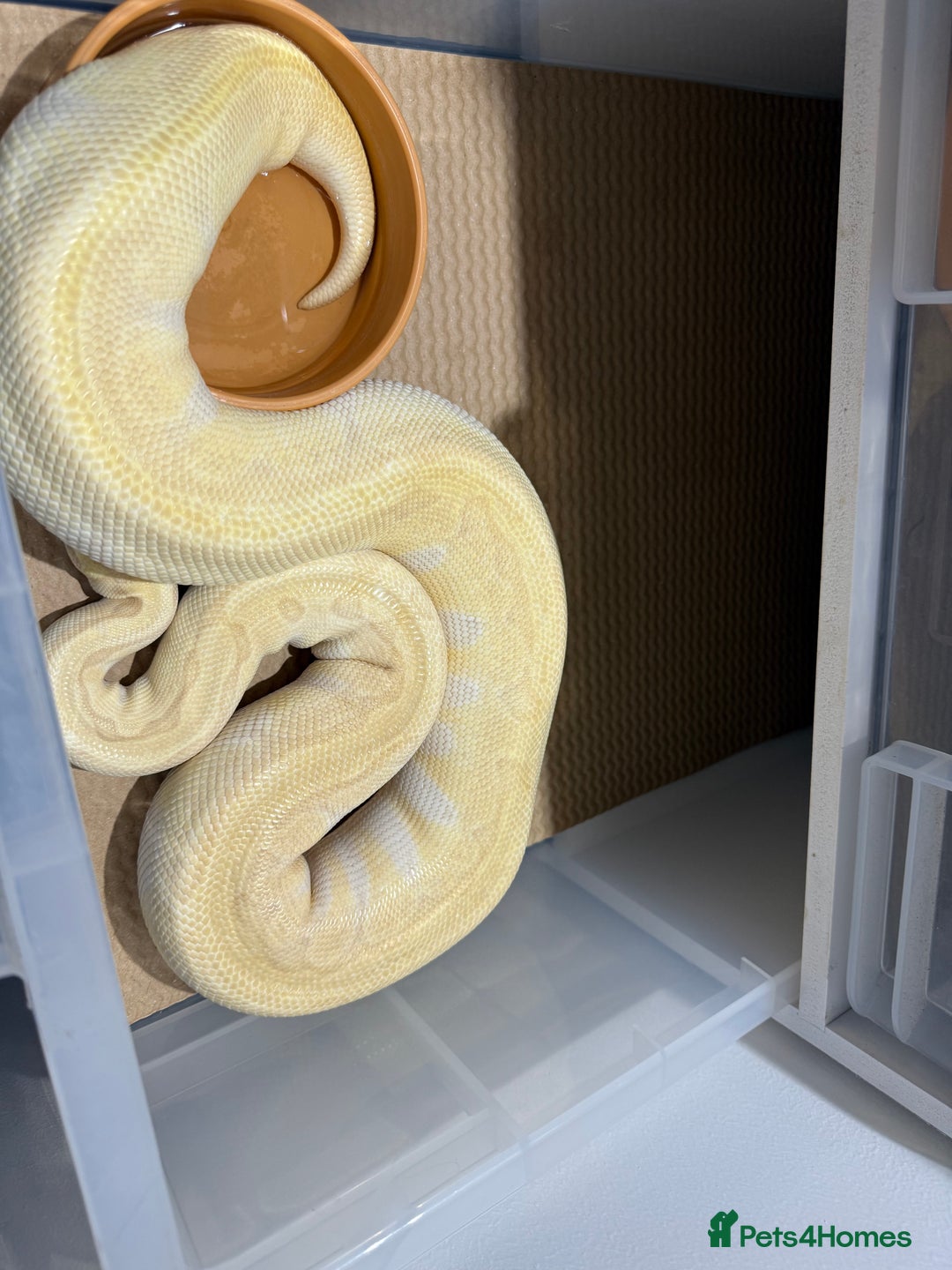 Python Snake reptiles for sale: Ball python group and snake rack setups  - Advert 12