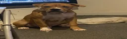 Mixed Breed dogs for sale: Tyson  - Advert 4