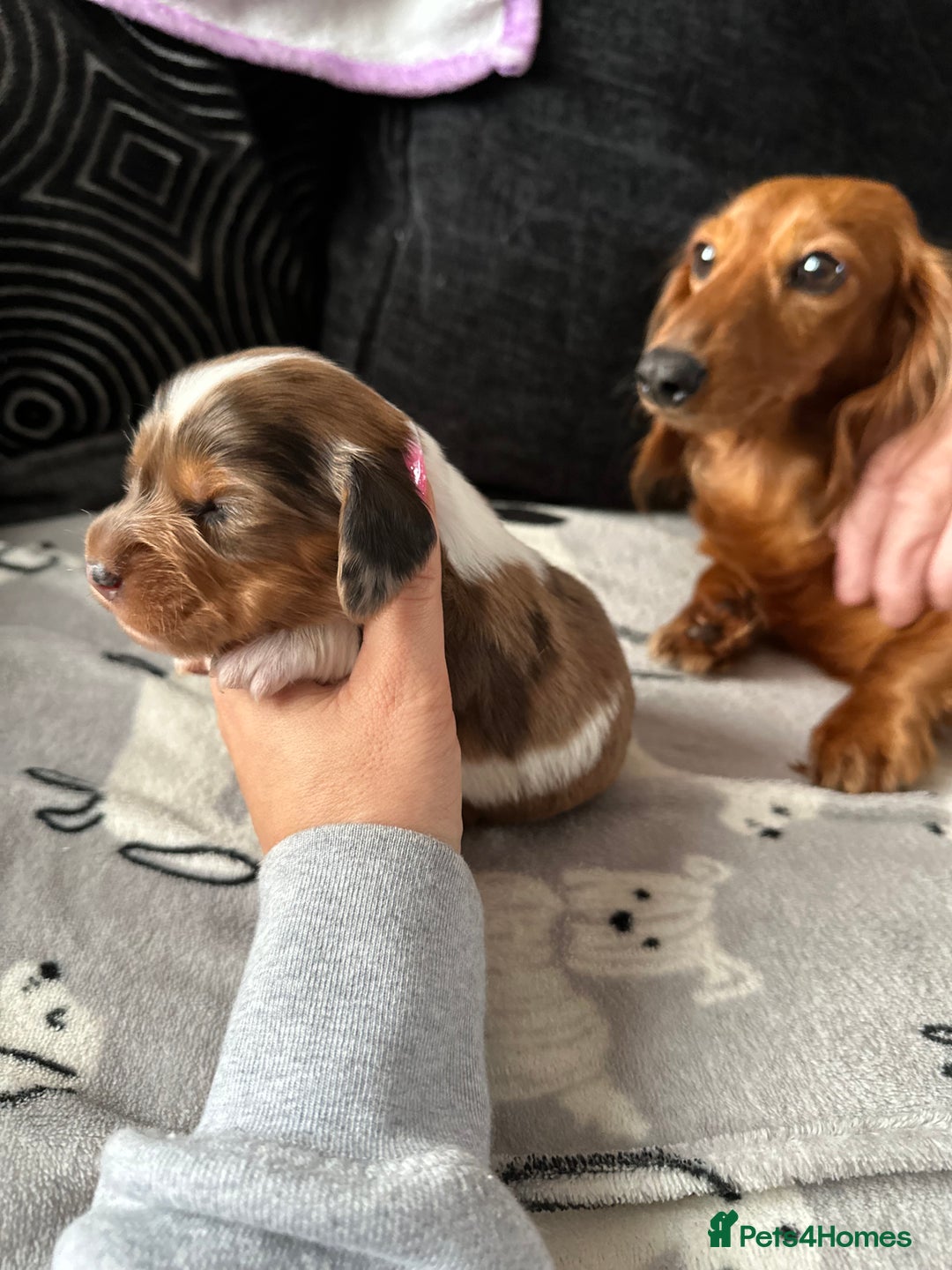 Miniature Dachshund dogs for sale: Miniature Dachounds  - Advert 1