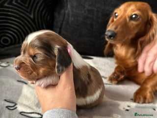 Miniature Dachshund dogs Miniature Dachounds - Advert 3