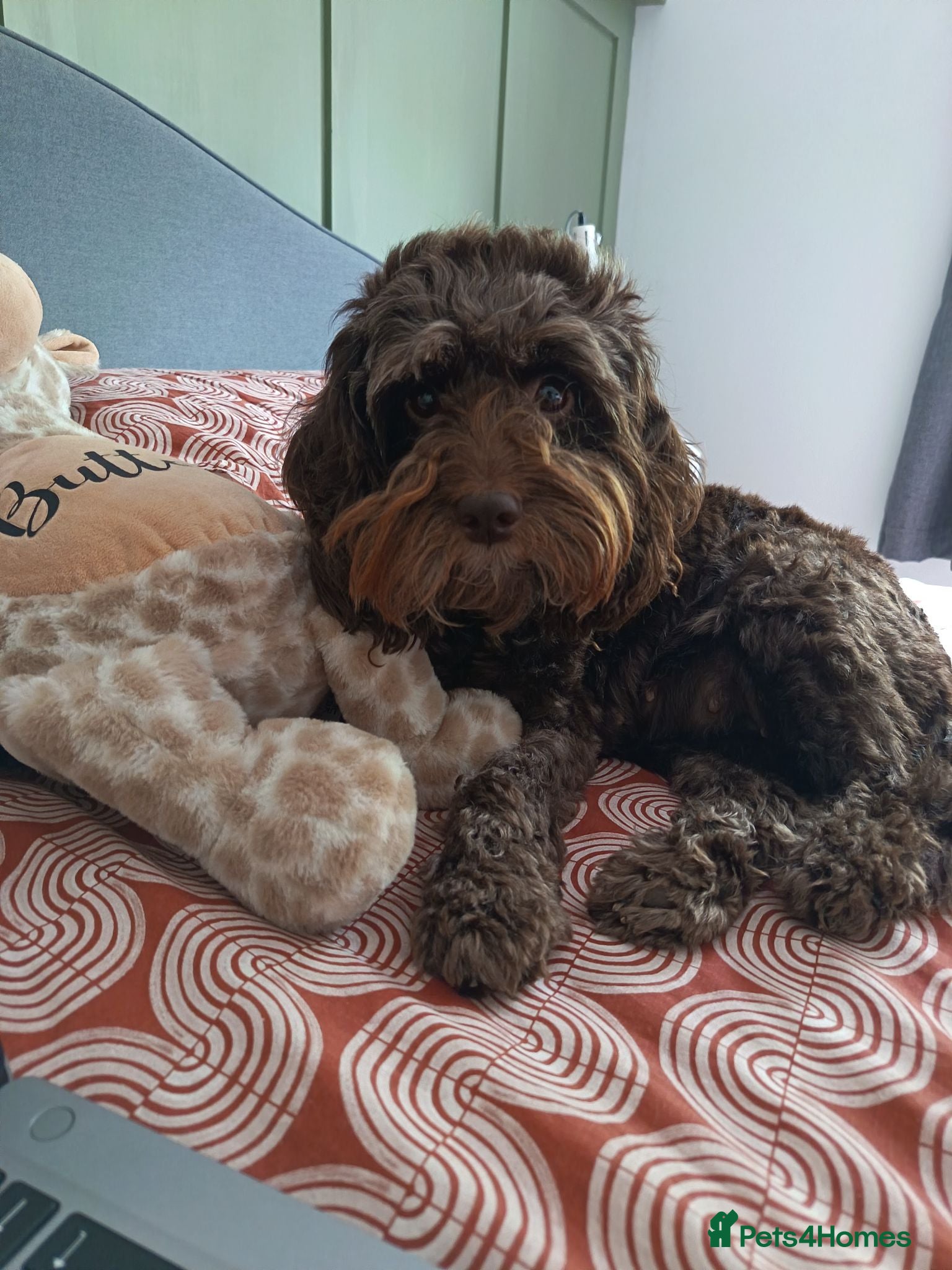 Cockapoo dogs 1 gorgeous male cockapoo  - Advert 5