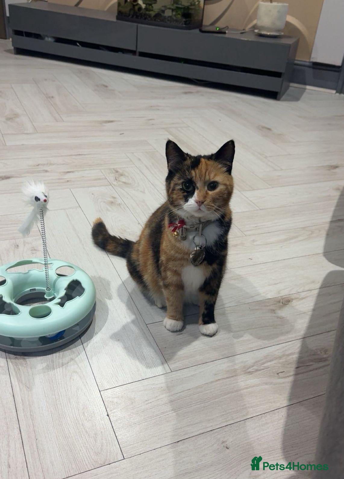 Mixed Breed cats Female calico cat for sale  - Advert 1