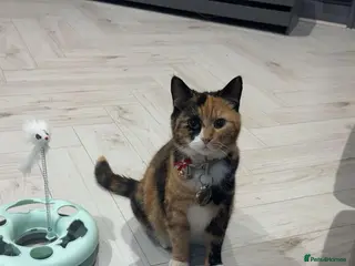 Mixed Breed cats Female calico cat for sale - Advert 6