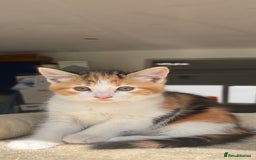 Mixed Breed cats for sale: 1/4 Maincoon dog friendly kittens - Image 15