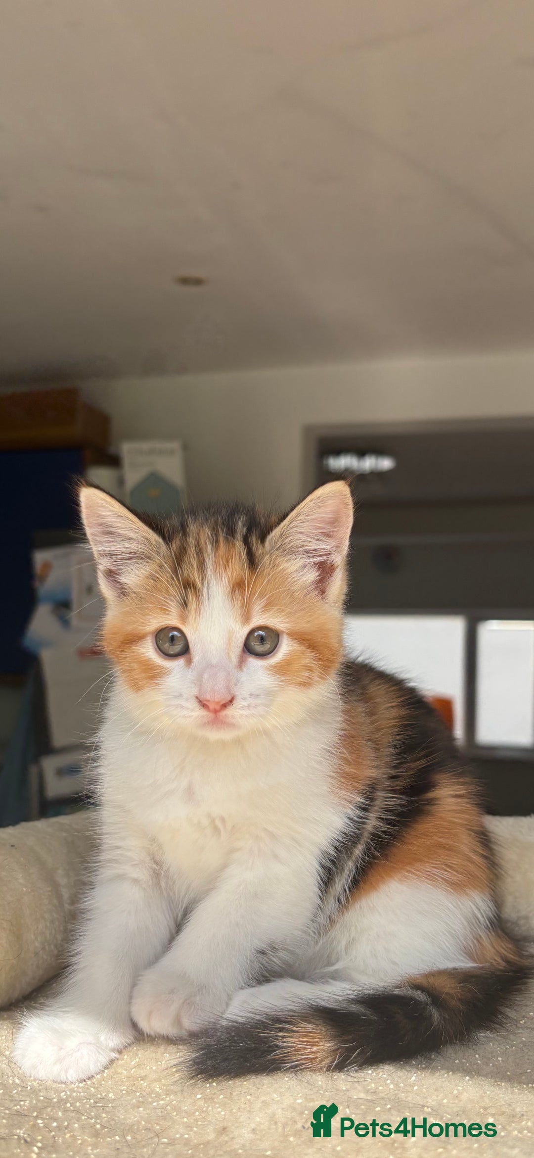 Mixed Breed cats for sale: 1/4 Maincoon dog friendly kittens - Image 15