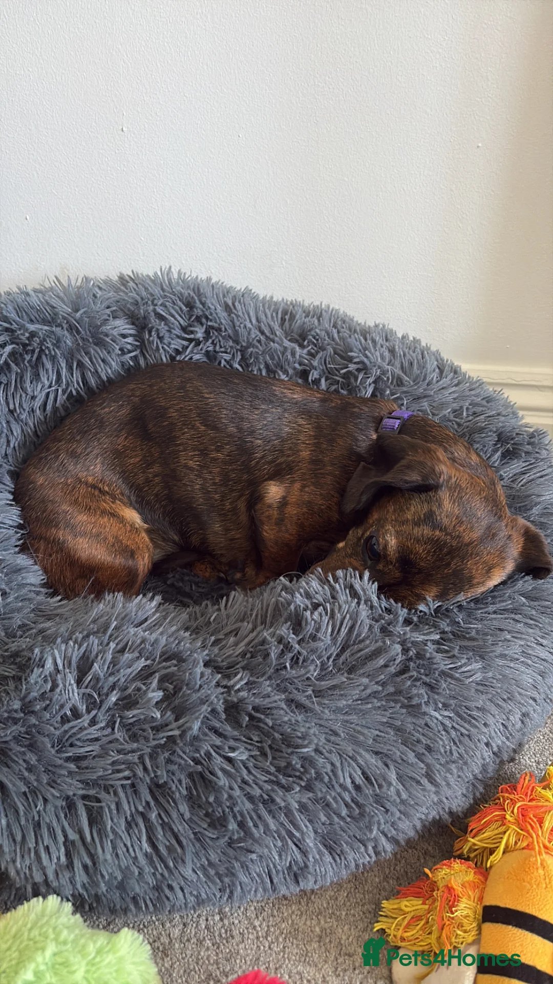 Miniature Dachshund dogs for sale: Beautiful miniature dachshund  - Advert 4