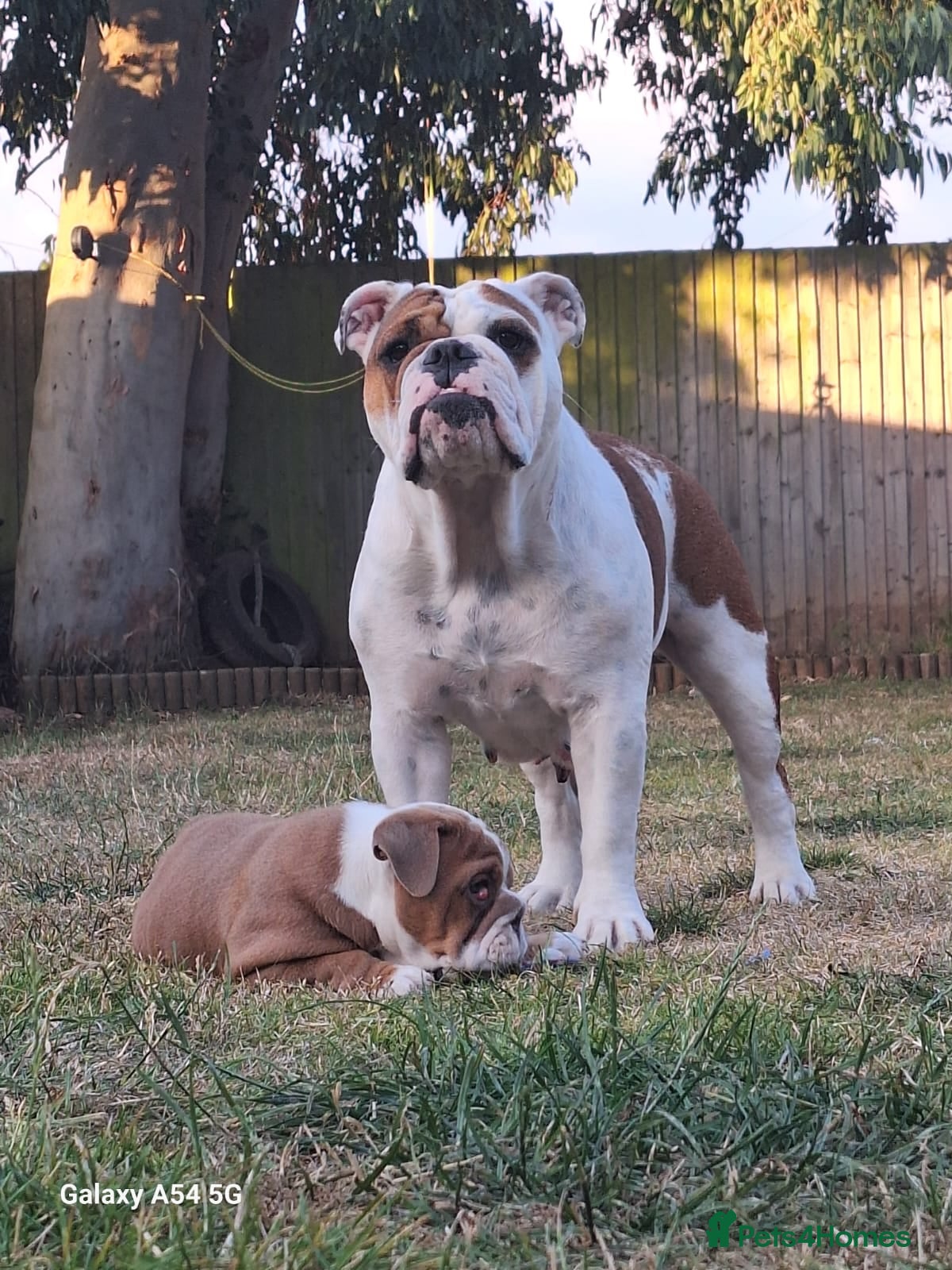 Narla