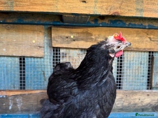 Chickens poultry - Advert 34