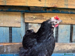 Chickens poultry Roosters for sale (and some hens) - Advert 18