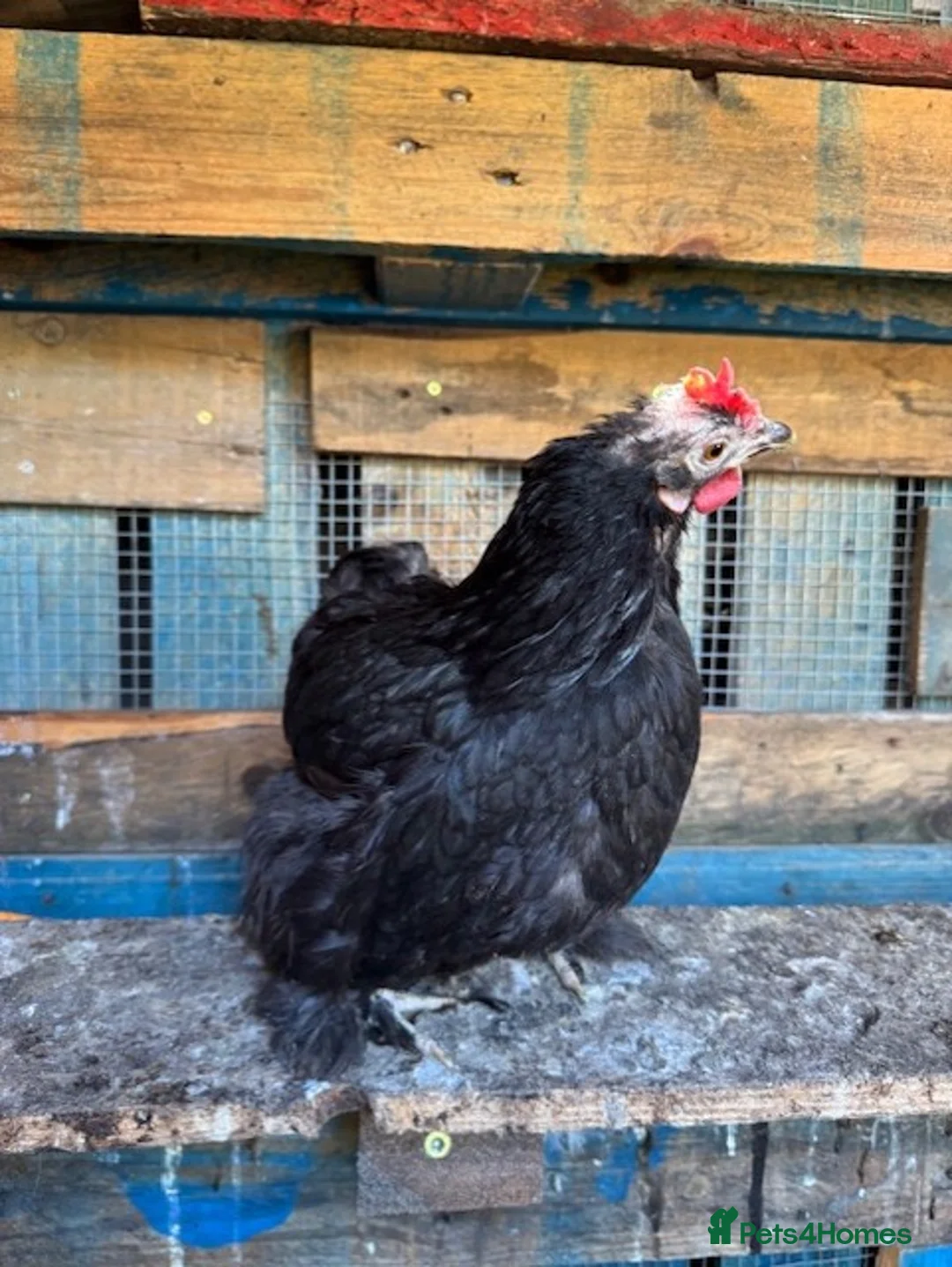 Chickens poultry for sale: Roosters for sale (and some hens) - Advert 1