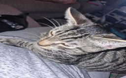 Domestic Shorthair cats for sale: Tabby cat  - Image 5