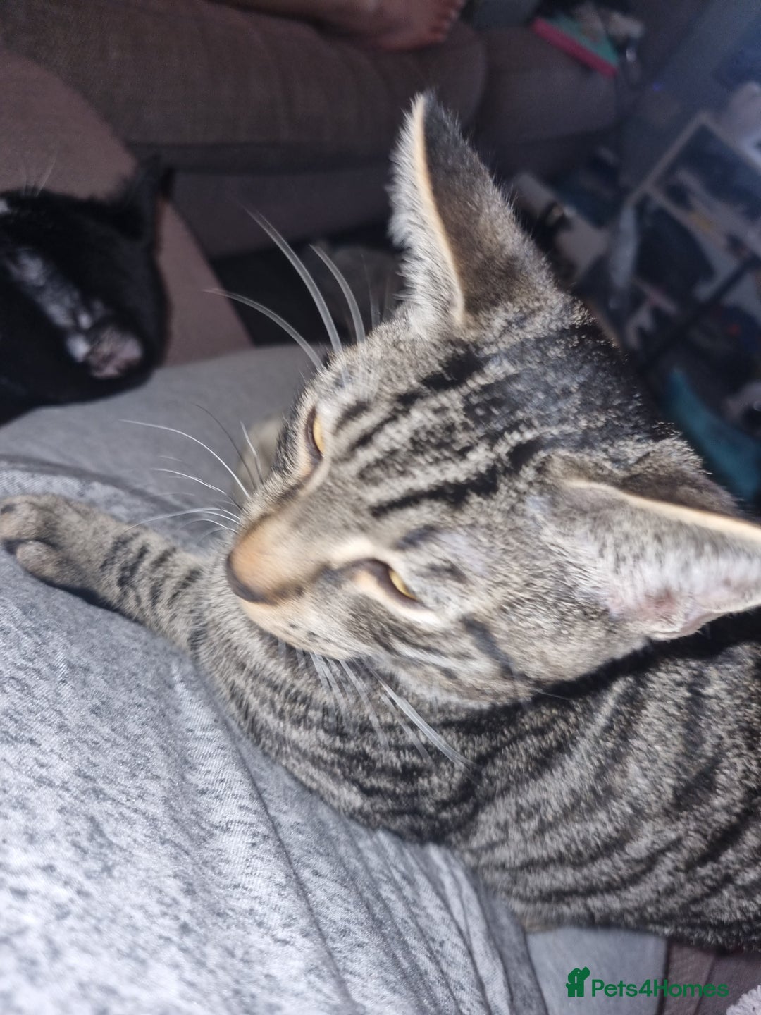 Domestic Shorthair cats for sale: Tabby cat  - Image 5