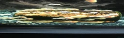 Plecos fish for sale: Blue-eyed lemon bristlenose Pleco juvenile  in Southampton - Advert 4
