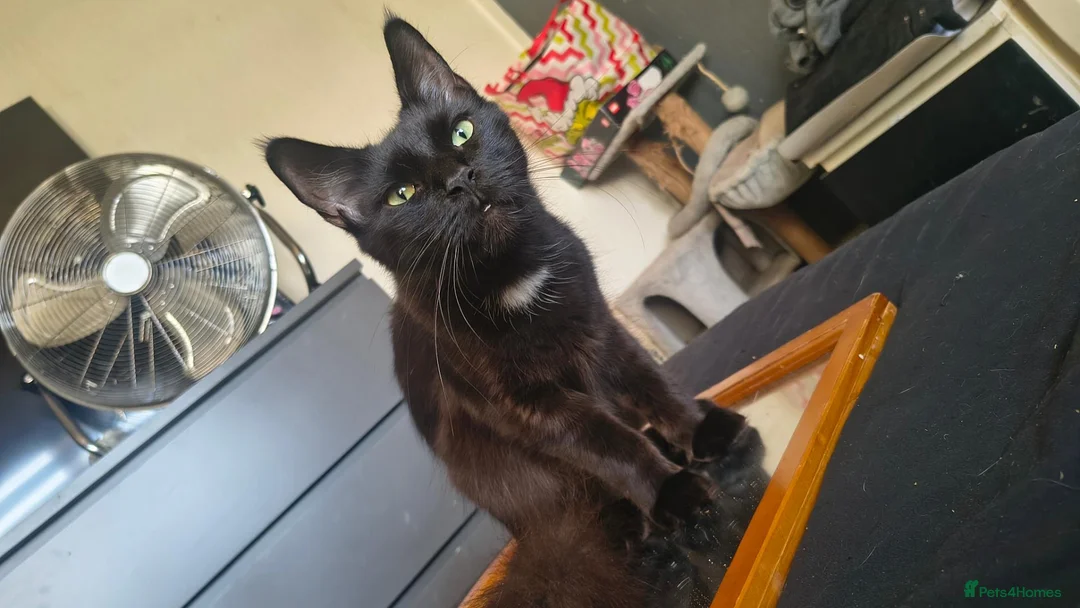 Mixed Breed cats for sale: Looking to sell my two beautiful girls  in Bridgend - Advert 2