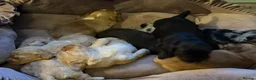 Mixed Breed cats for sale: Miniature Cockapoo’s looking for their forever. - Advert 9