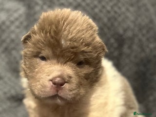 Shar Pei dogs Amazing flower bear coat !!! - Advert 4