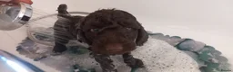 Cockapoo dogs for sale: Last stunning f2b Chocolate cockapoo boy - Advert 2