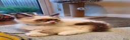 Ragdoll cats for sale: 💕Beautiful GCCF Registered Ragdoll Kittens. - Advert 30