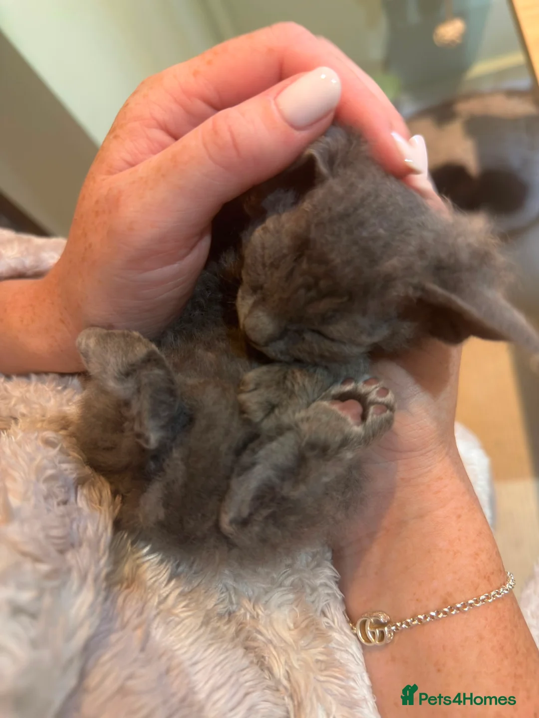 Mixed Breed cats for sale: Last grey kitten available now - Advert 2
