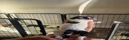 English Springer Spaniel dogs for sale: Beautiful litter 9 English Springer Spaniel pups - Advert 16