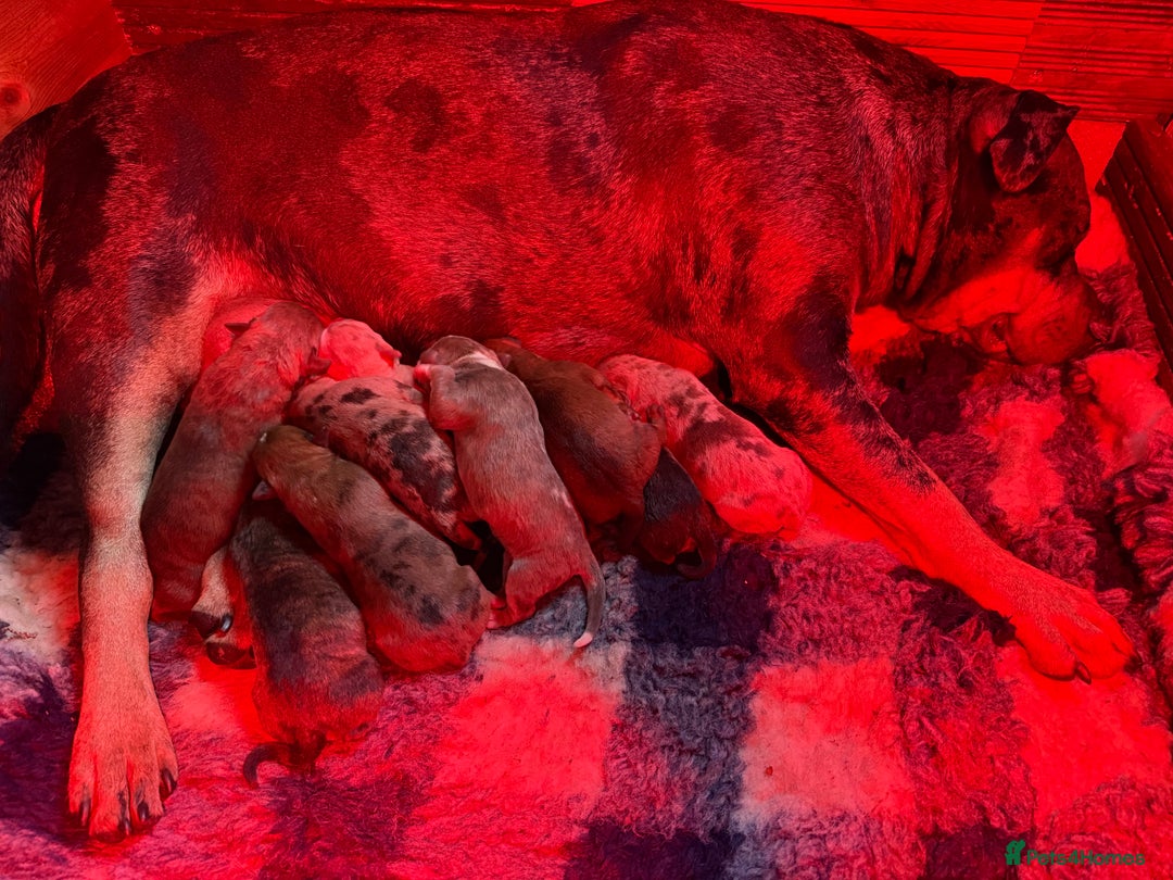Mixed Breed dogs for sale: Mastibull puppies for sale  - Image 15
