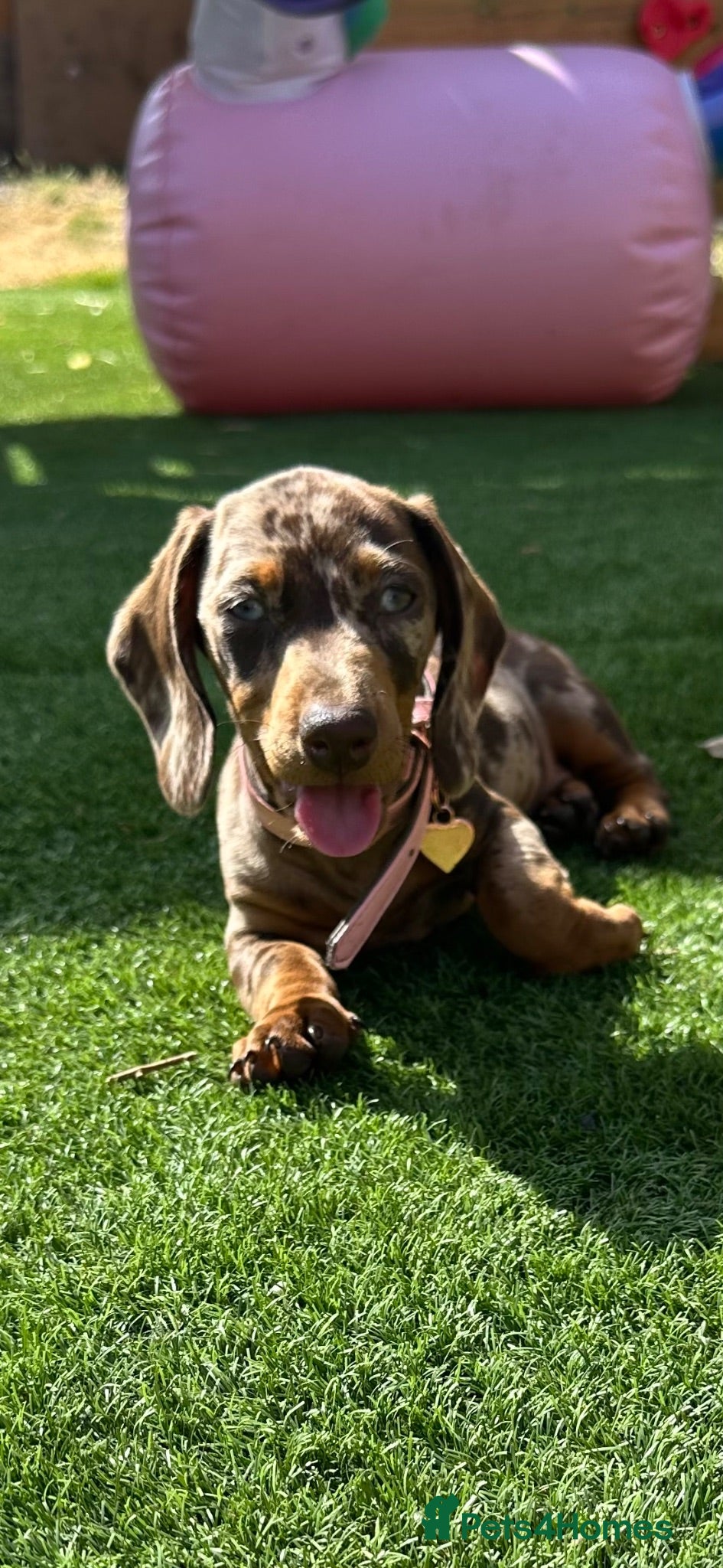 Dachshund dogs Last 2 Dapple Dachshund Puppies Left - Ready Now - Advert 2