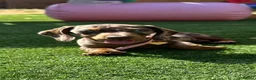 Dachshund dogs for sale: Last 2 Gorgeous Dapple Dachshund Puppies - Advert 2