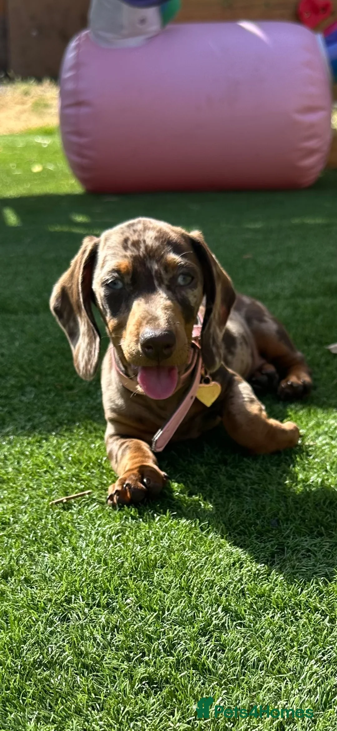 Dachshund dogs for sale: Last 2 Gorgeous Dapple Dachshund Puppies - Advert 2