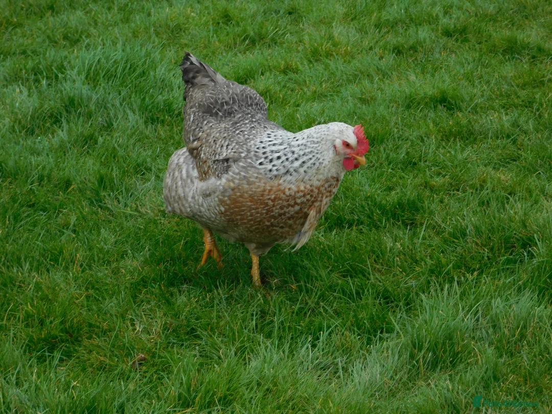 Chickens poultry for sale: Silver Bielefelder Hatching Eggs x 6 - Advert 3