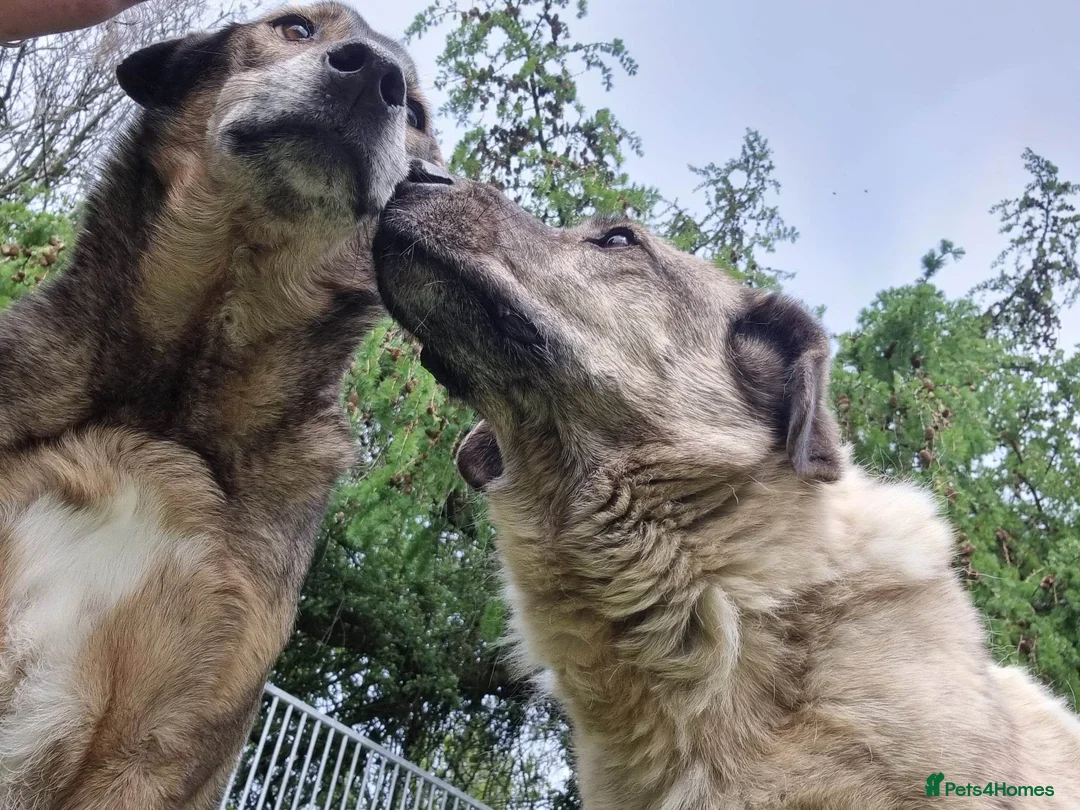 Mixed Breed dogs for adoption: Mischu - looking for a family in Ayr - Advert 11
