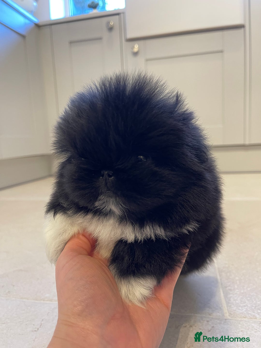 Pekingese dogs for sale: Gorgeous KC registered Pekingese Puppies  - Advert 7