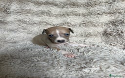 Mixed Breed dogs for sale: 3/4 Italian greyhound puppies  - Image 27