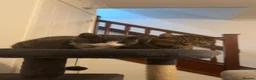 Mixed Breed cats for sale: Sister cats for sale  in Doncaster - Advert 1
