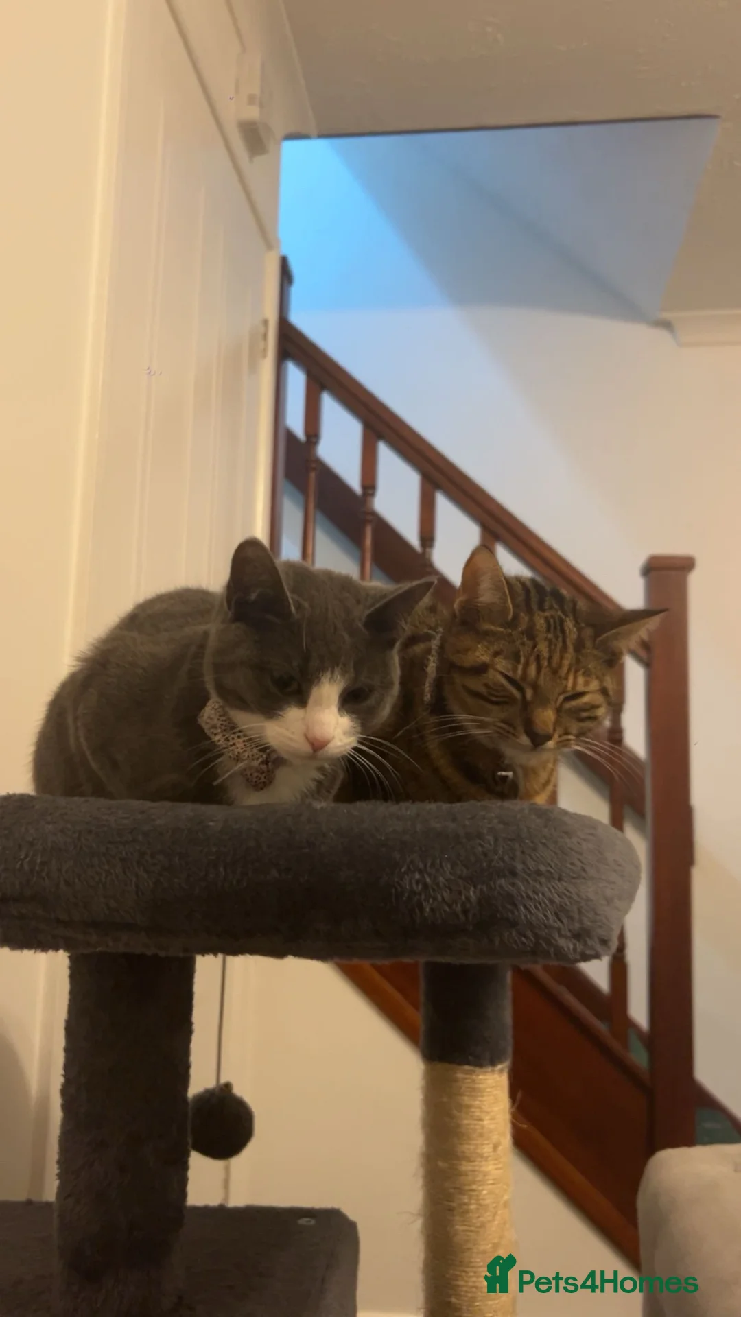 Mixed Breed cats for sale: Sister cats for sale  in Doncaster - Advert 1