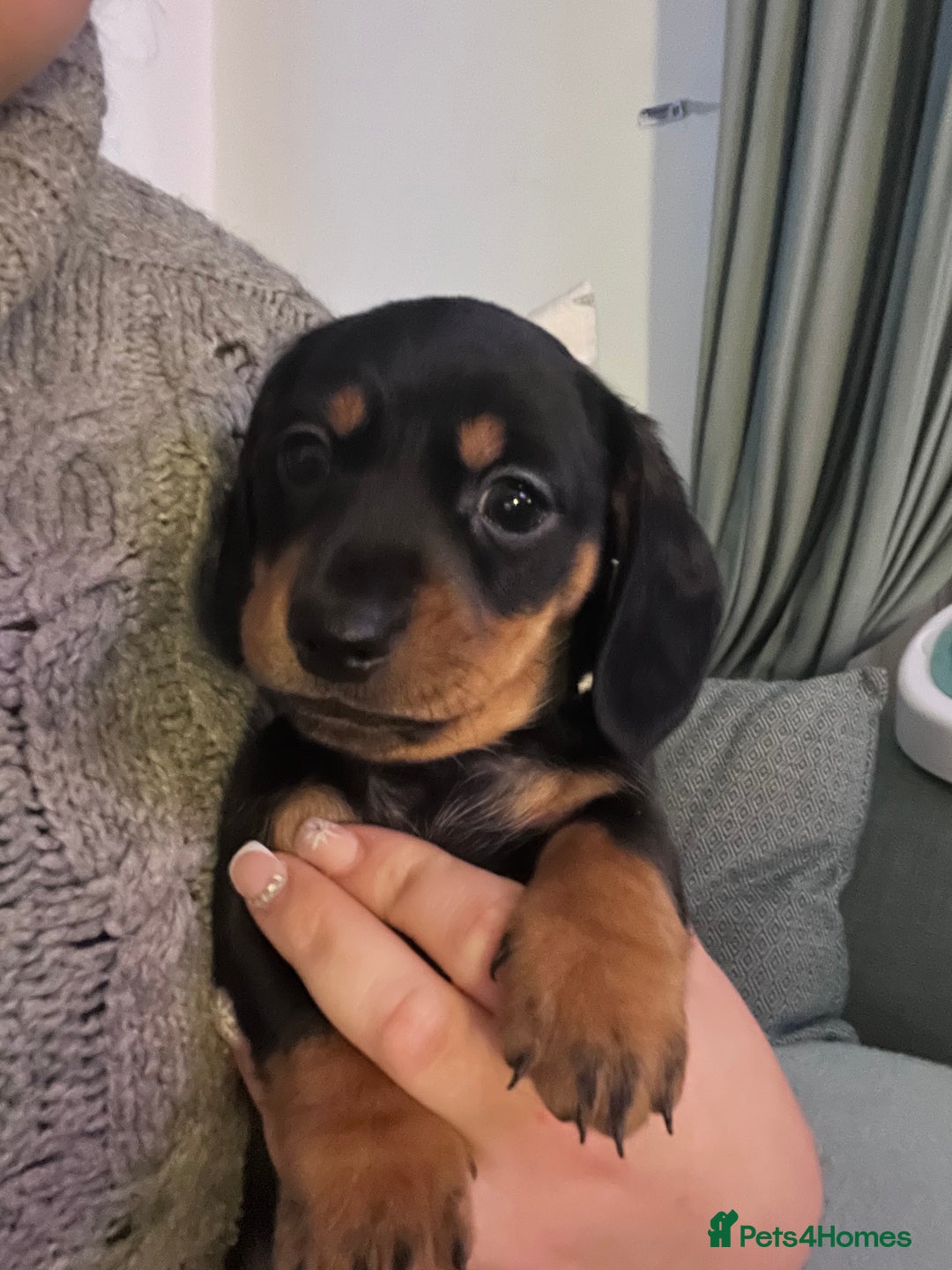 Miniature Dachshund dogs for sale: Male Miniature Dachshund  - Advert 2