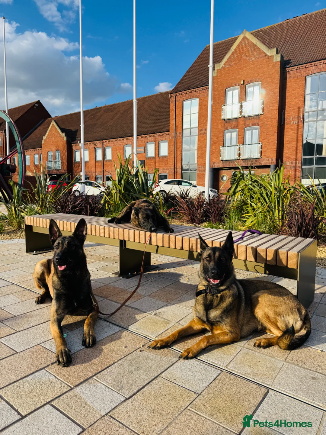 Belgian Shepherd Dog dogs for stud: Belgium Malinois in Hull - Advert 4