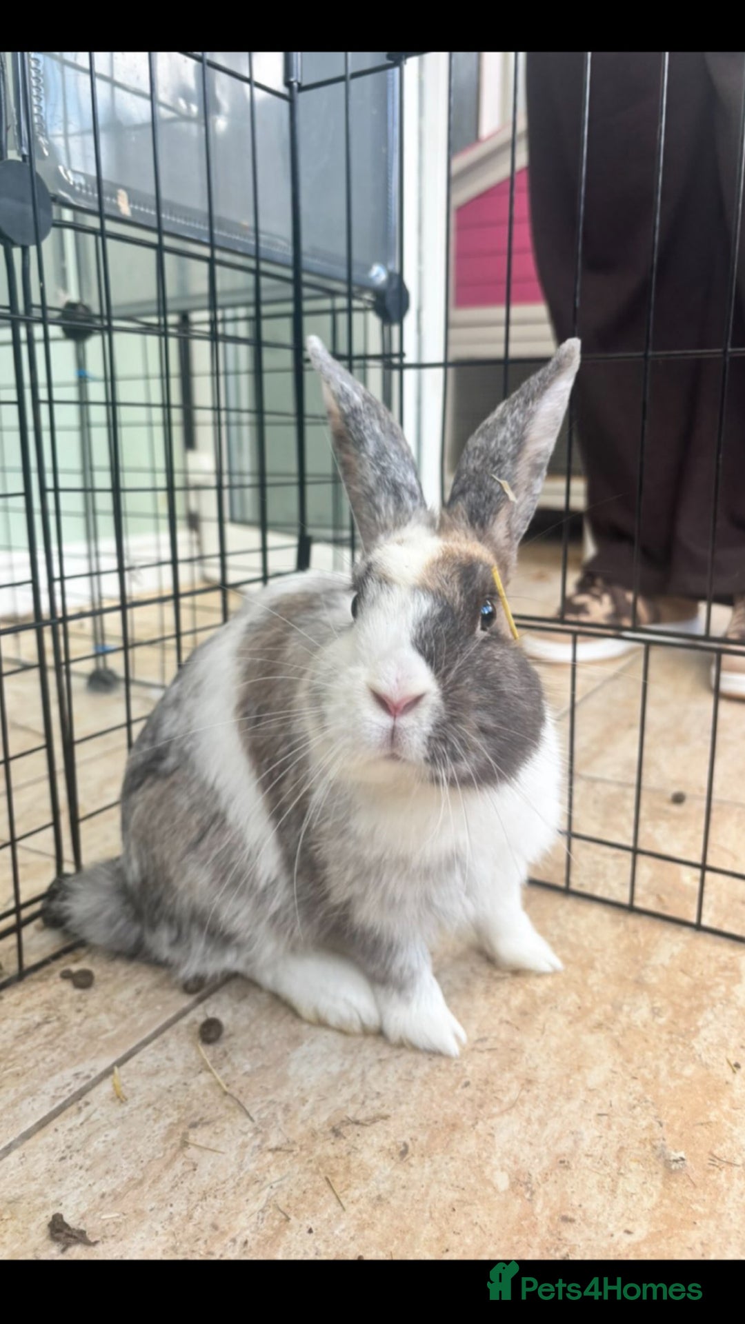 Harlequin rabbits for sale: Beautiful female rabbit  - Image 2