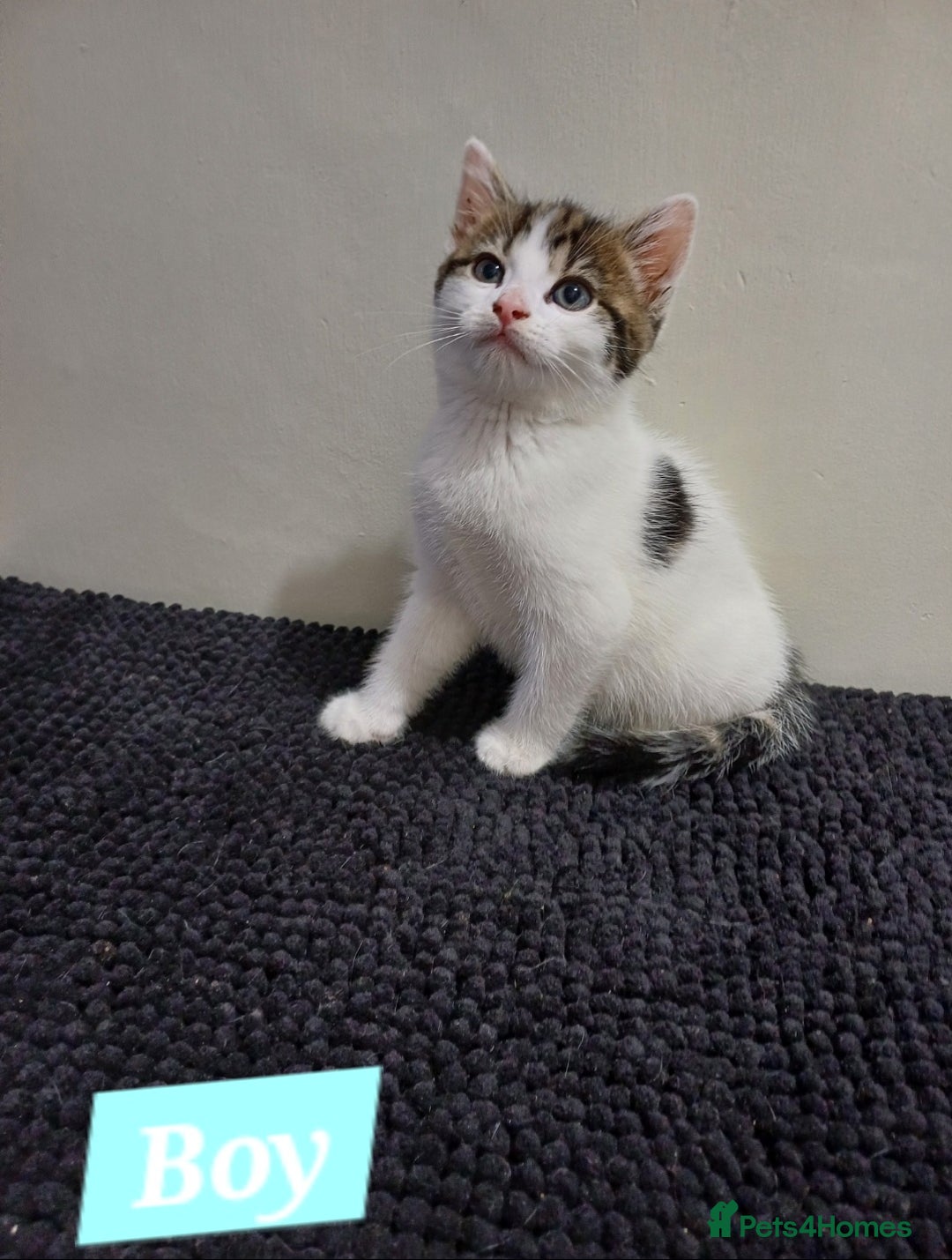 Mixed Breed cats for sale: Ready Tabby & White kitties - Advert 7
