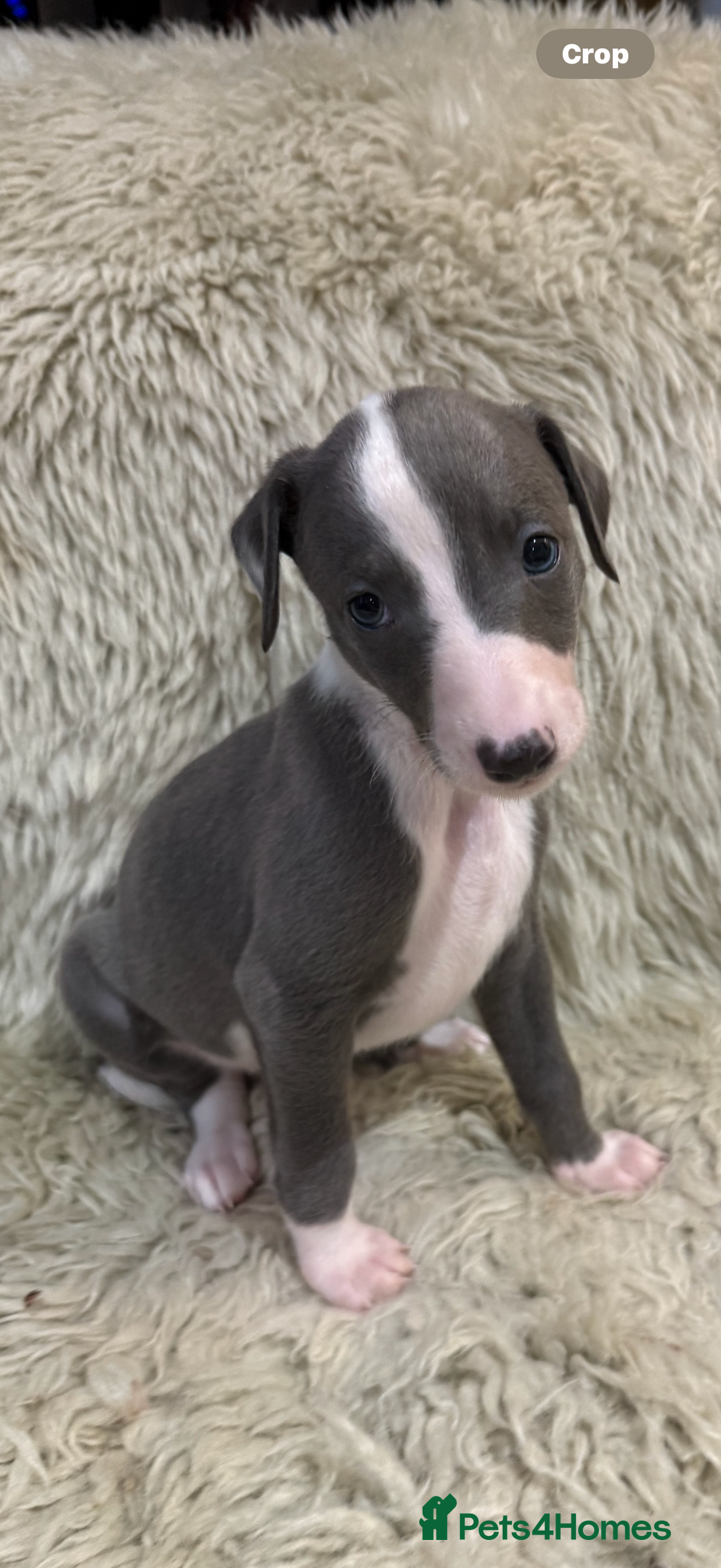 Whippet dogs for sale: KC registered Whippet puppies  - Advert 15