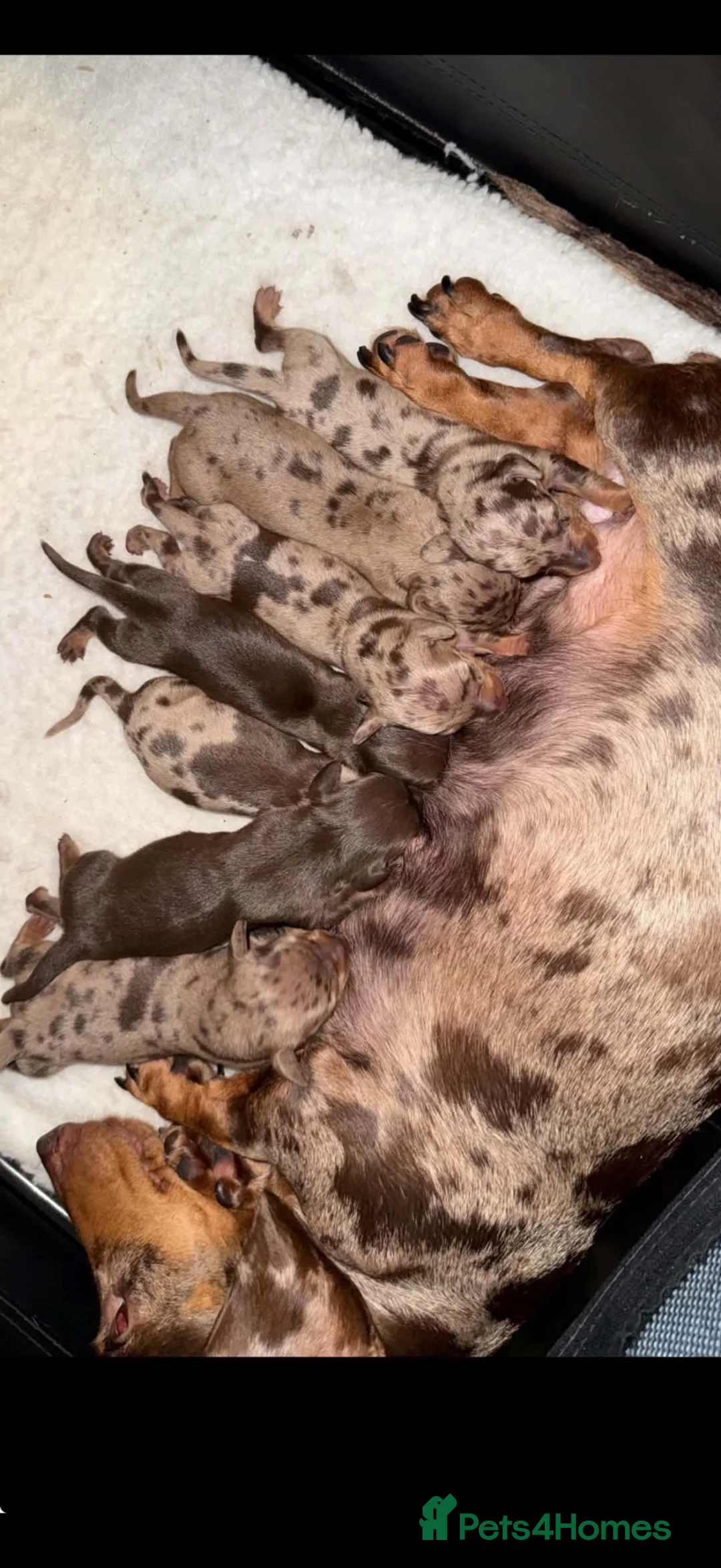 Miniature Dachshund dogs for sale: Miniature Dachshund in Nelson - Advert 28