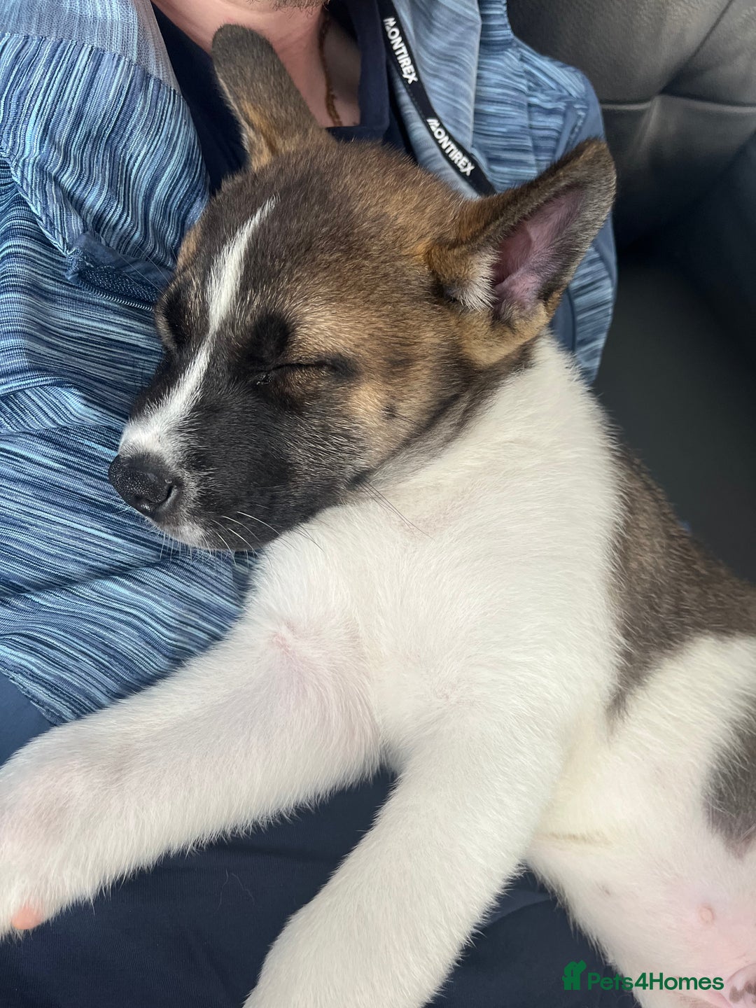 Mixed Breed dogs for sale: American Akita Puppy - Image 4