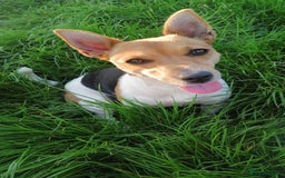 Jack Russell dogs for sale: Beautiful little Jack Girls  - Image 7